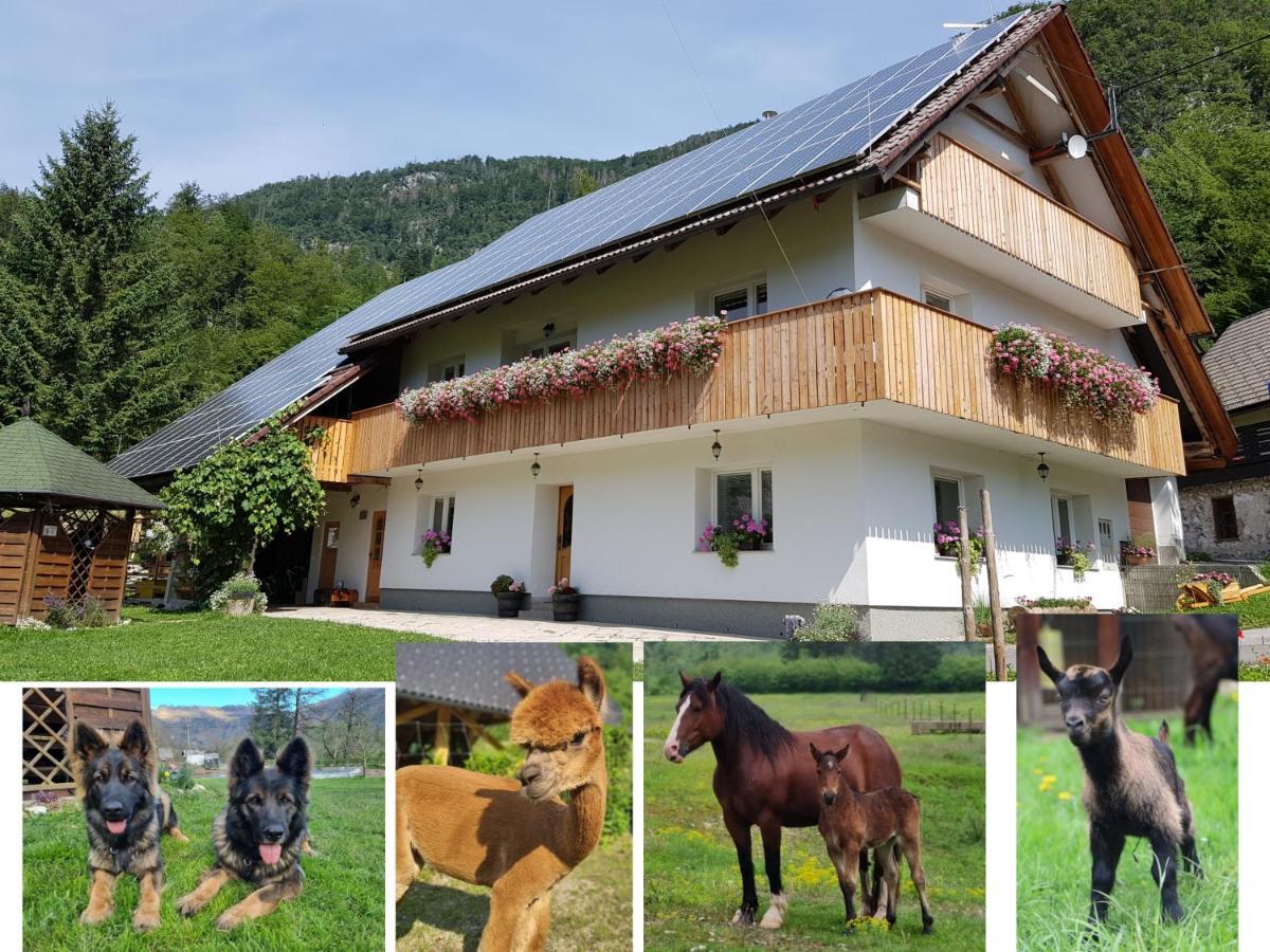 Domacija Loncnar- Apartment Bohinj Eksteriør billede
